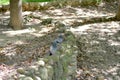 Pigeons competing for food, resting and pecking under the banyan tree