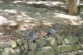 Pigeons competing for food, resting and pecking under the banyan tree