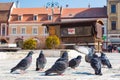 Pigeons at Council Square in downtown of Brasov Royalty Free Stock Photo