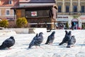 Pigeons at Council Square in downtown of Brasov Royalty Free Stock Photo