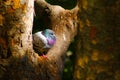 Pigeons cower in the cold