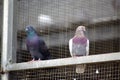 Beautiful and special pigeons