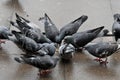 PIGEONS OR DOVE  IN DANISH CAITAL COPENAGEN Royalty Free Stock Photo