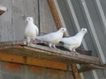 Pigeons on the dovecote