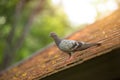 Pigeons and doves bird roosting on the roof