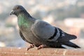 Pigeons and doves constitute the bird family Columbidae Royalty Free Stock Photo