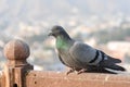 Pigeons and doves constitute the bird family Columbidae Royalty Free Stock Photo