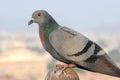 Pigeons and doves constitute the bird family Columbidae Royalty Free Stock Photo