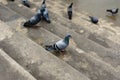 Pigeons and doves constitute the bird family Columbidae and the Royalty Free Stock Photo