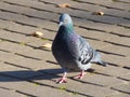 Pigeon on a ground or pavement in a city. Pigeon standing. Dove or pigeon on blurry background. Pigeon concept photo.