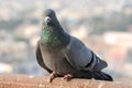 Pigeons and doves constitute the bird family Columbidae Royalty Free Stock Photo