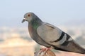 Pigeons and doves constitute the bird family Columbidae Royalty Free Stock Photo