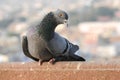 Pigeons and doves constitute the bird family Columbidae Royalty Free Stock Photo