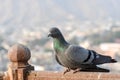 Pigeons and doves constitute the bird family Columbidae Royalty Free Stock Photo