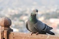 Pigeons and doves constitute the bird family Columbidae Royalty Free Stock Photo