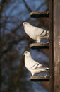 Pigeons, doves in dovecot