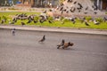 Pigeons & doves mating on the road , Muscat , Oman