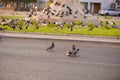 Pigeons & doves mating on the road , Muscat , Oman