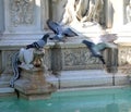 Pigeons drink in the fountain called FONTE GAIA in Siena in Italy Royalty Free Stock Photo