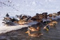 Pigeons and ducks eat grain near the lake in winter. Feeding birds in snowy weather Royalty Free Stock Photo