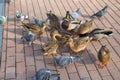 pigeons and ducks gather food in the summer on tile paths Royalty Free Stock Photo