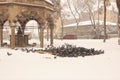 Pigeons eat bread during a snowstorm, snowfall, winter, snow. Urban wildlife Royalty Free Stock Photo