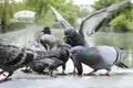 Pigeons eat seeds in the park in the rain