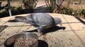 Pigeons eat seeds in the sun