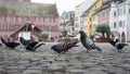 pigeons eating bread on cobblestone on main place oh Mulhouse background
