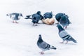 Pigeons eating bread on a frozen lake