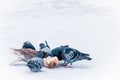 Pigeons eating bread on a frozen lake