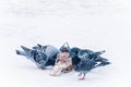 Pigeons eating bread on a frozen lake