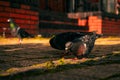 Pigeons eating bread on the street. Selective focus. Royalty Free Stock Photo