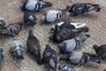 Pigeons eating on the floor of the street Royalty Free Stock Photo