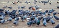 Pigeons eating food on alley in the park