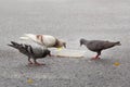 Pigeons eating food on a street. Royalty Free Stock Photo