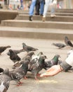 Pigeons eating