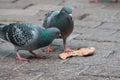 Pigeons eating pizza at sidewalk Royalty Free Stock Photo