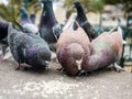 Pigeons eating rice Royalty Free Stock Photo