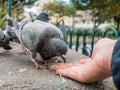 Pigeons eating rice hand