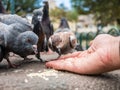 Pigeons eating rice hand Royalty Free Stock Photo