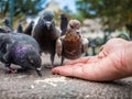 Pigeons eating rice hand Royalty Free Stock Photo