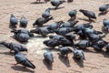 Pigeons Eating Rice