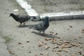 Pigeons eating in the street Royalty Free Stock Photo