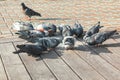 Pigeons eating on a street Royalty Free Stock Photo