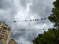 Pigeons on electric wires against the sky. Royalty Free Stock Photo