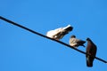 Pigeons on electrical wires against blue sky background Royalty Free Stock Photo