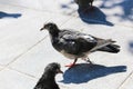 Pigeons at Europe Royalty Free Stock Photo