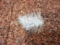 Feather on floor Royalty Free Stock Photo