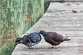 Pigeons Feeding Each Other on Dock